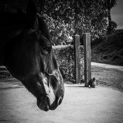 les ecuries de givenchy en gohelle|Les écuries Caval’Clyde de Givenchy.